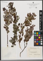 Foto von Salix L.